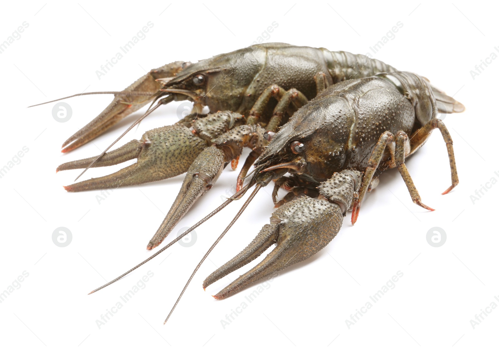 Photo of Two fresh raw crayfishes on white background