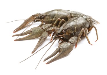 Photo of Two fresh raw crayfishes on white background