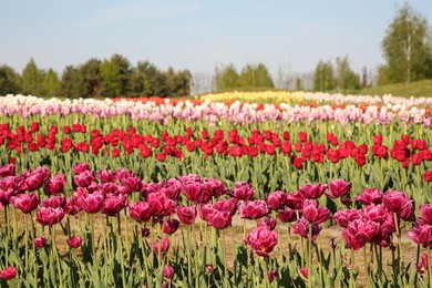 Photo of Beautiful colorful tulip flowers growing in field on sunny day