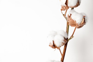 Photo of Cotton branch with fluffy flowers on white background, closeup. Space for text
