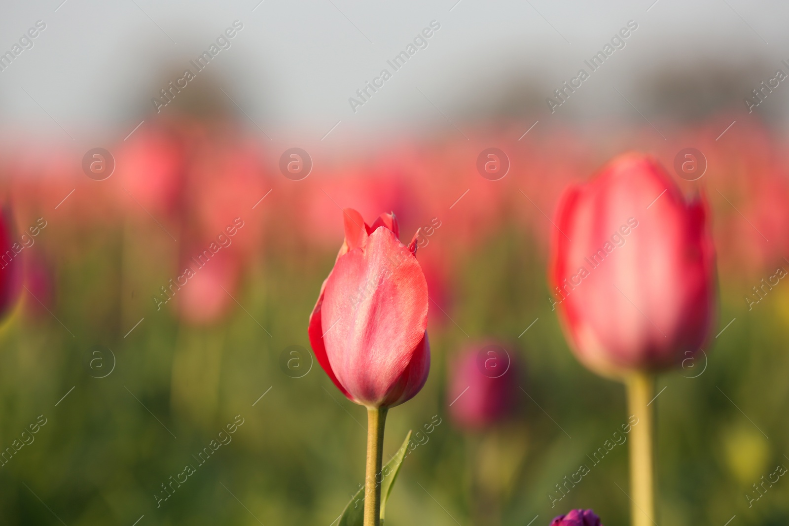 Photo of Fresh beautiful tulips in field, selective focus with space for text. Blooming flowers