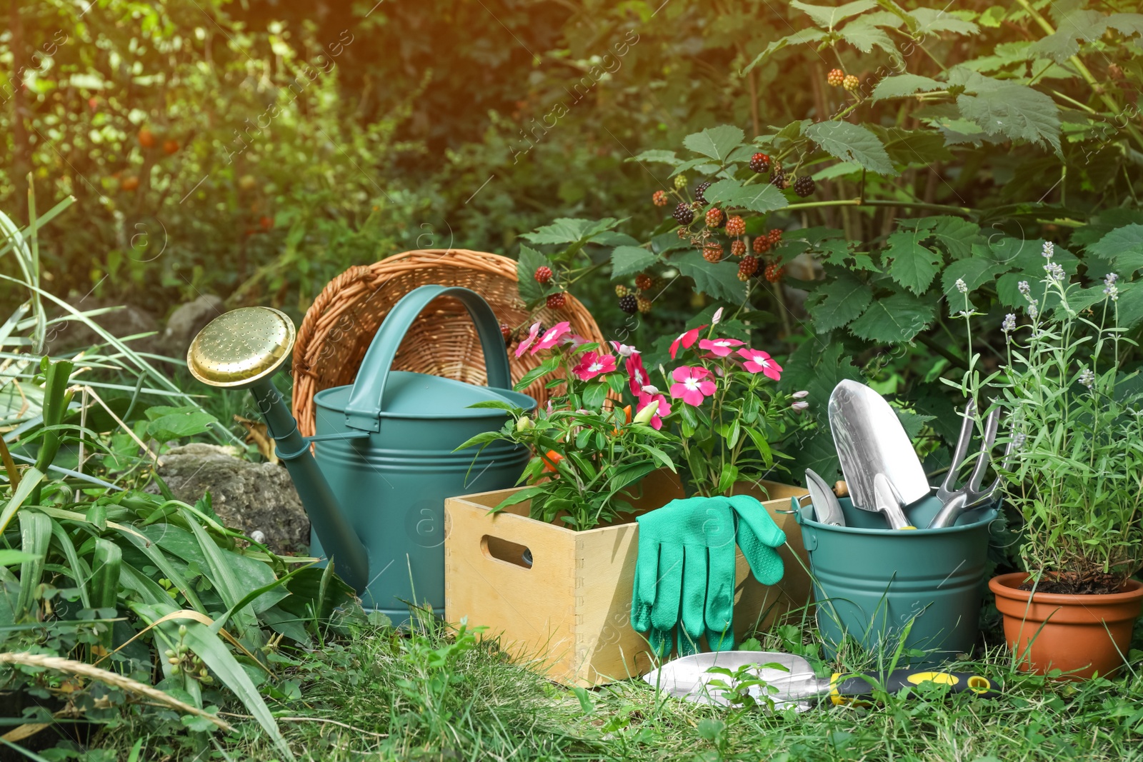 Photo of Beautiful flowers and gardening tools near blackberry bush at backyard