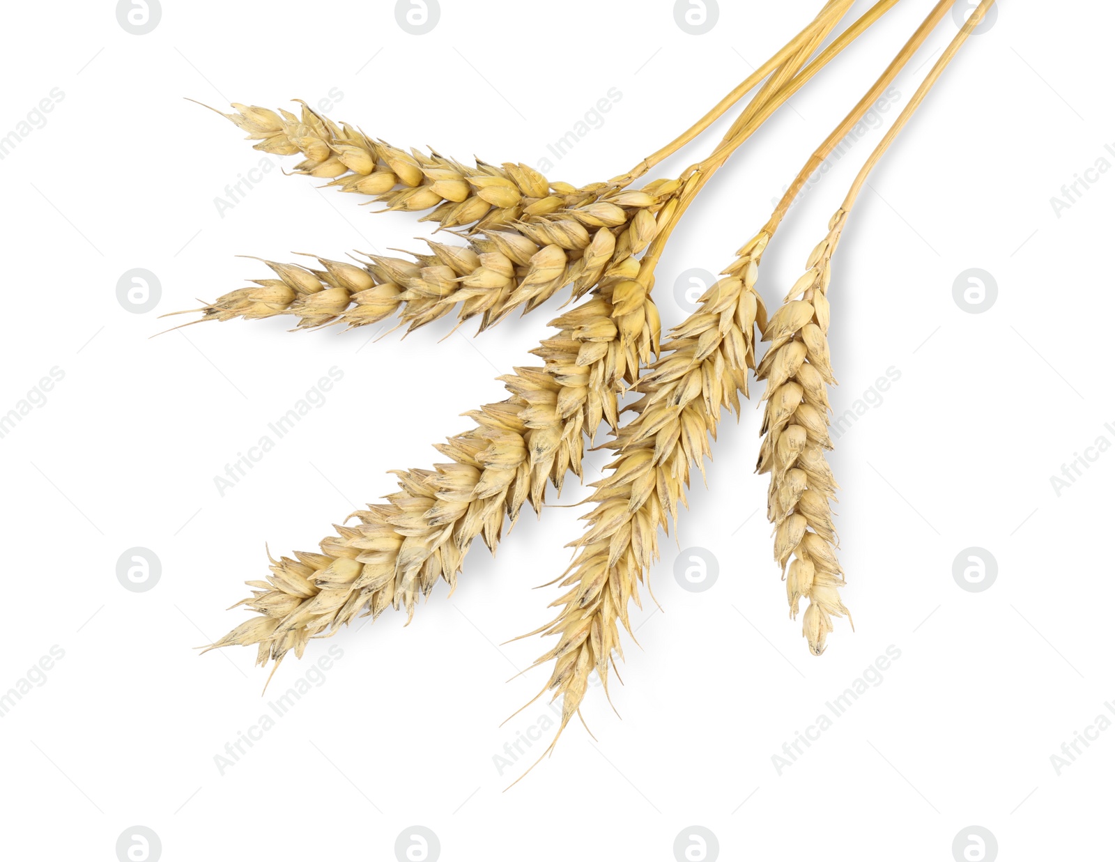 Photo of Dried ears of wheat on white background, top view