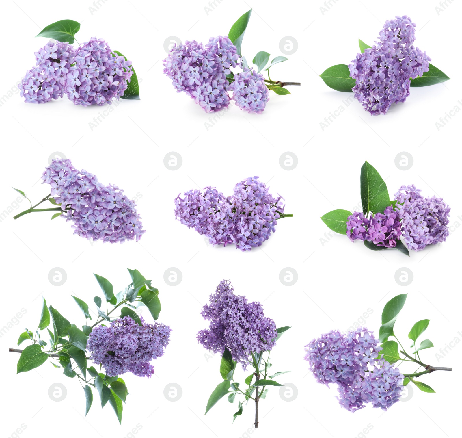 Image of Set of fragrant lilac flowers on white background