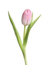 Photo of One beautiful delicate tulip isolated on white