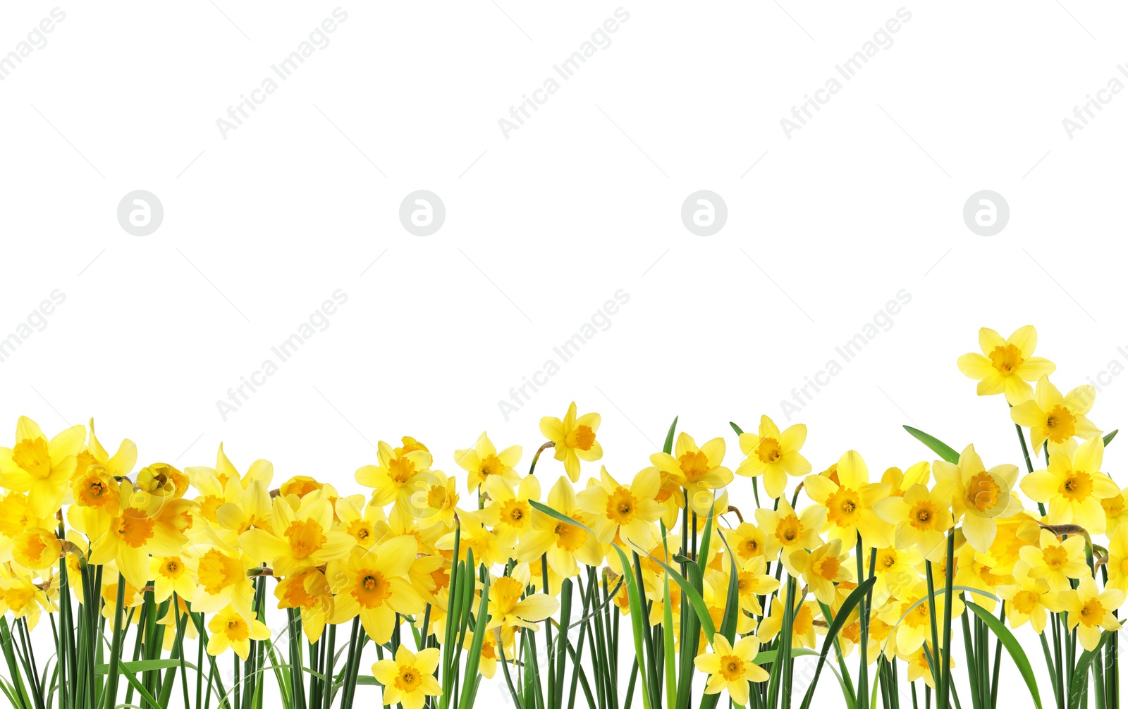 Image of Many beautiful yellow daffodils on white background