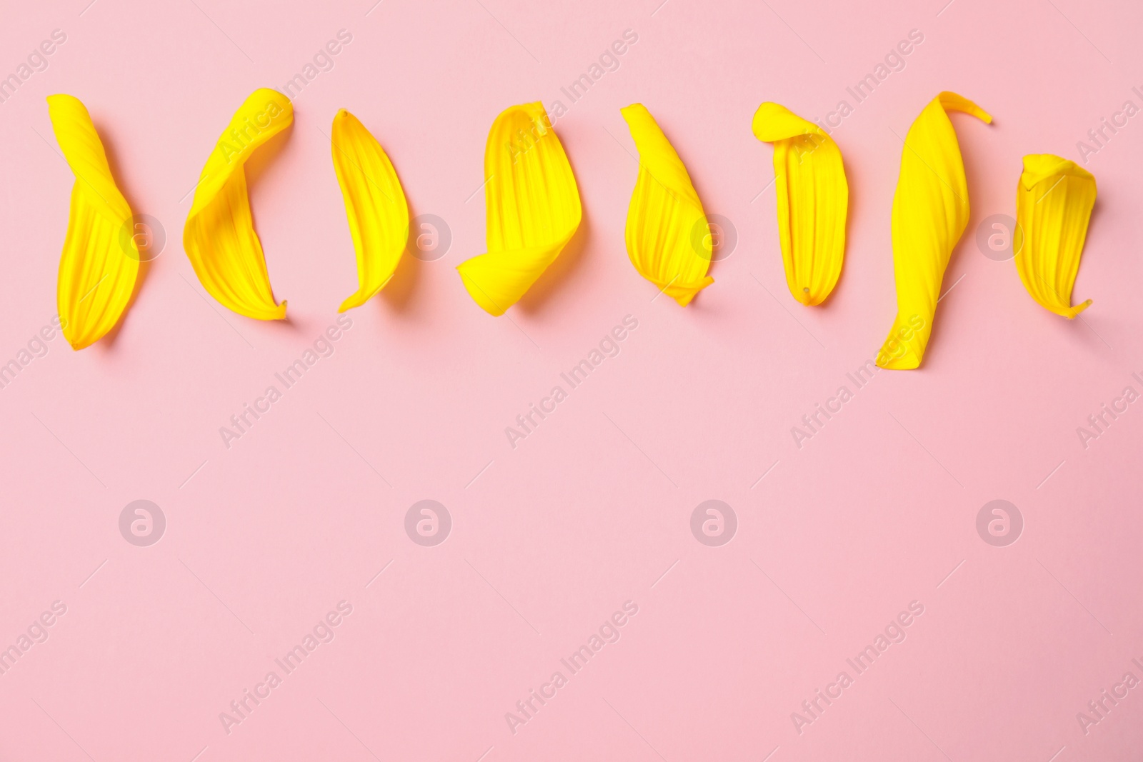 Photo of Fresh yellow sunflower petals on pink background, flat lay. Space for text