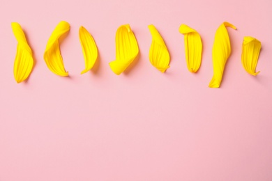Photo of Fresh yellow sunflower petals on pink background, flat lay. Space for text
