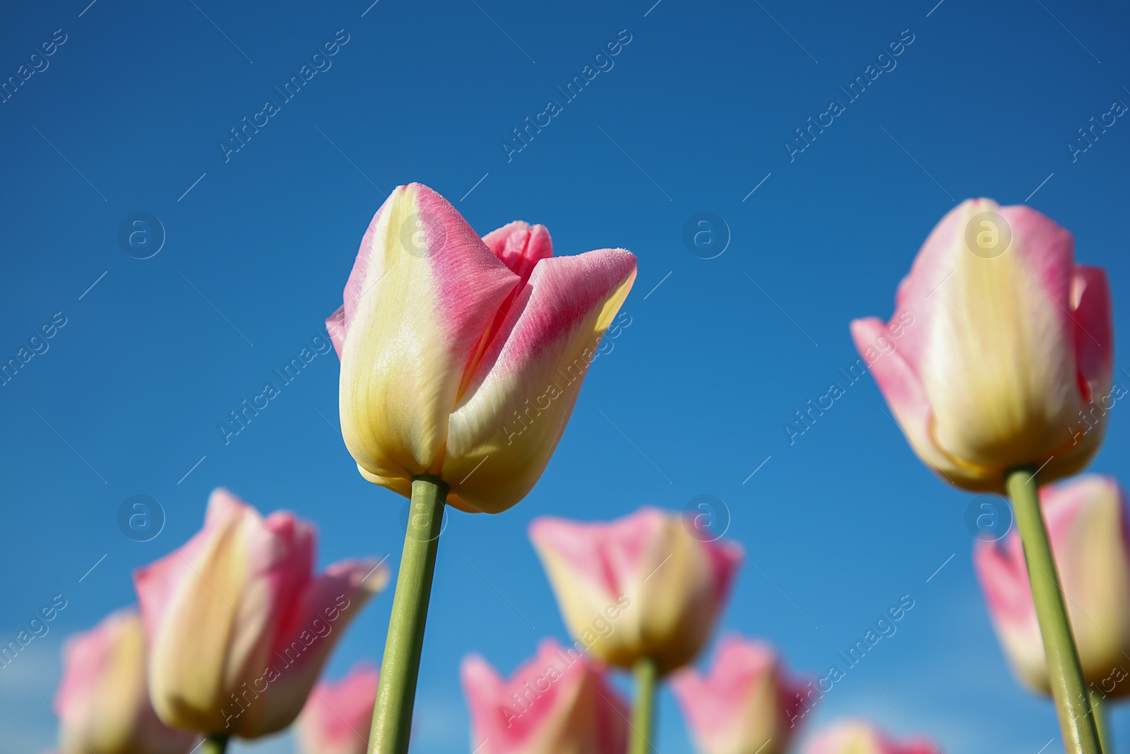 Photo of Beautiful pink tulip flowers against blue sky, low angle view