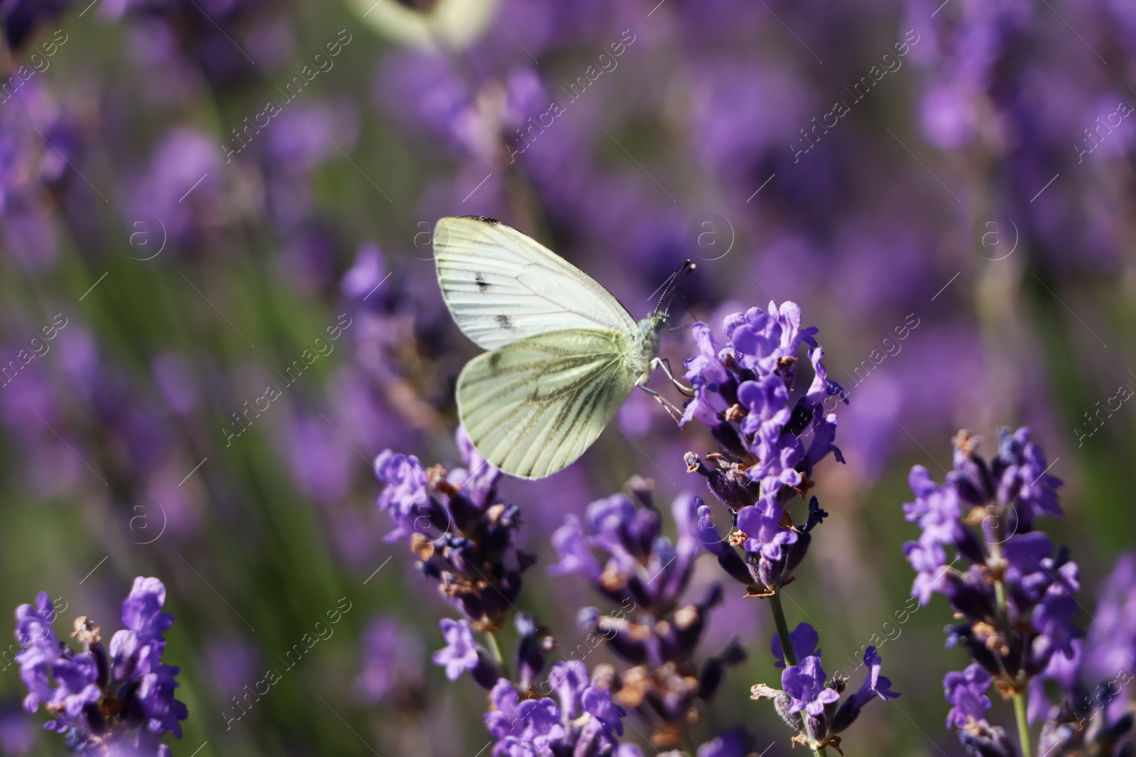 Photo of Beautiful butterfly in lavender field on summer day, closeup