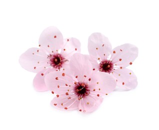 Photo of Beautiful pink cherry tree blossoms isolated on white