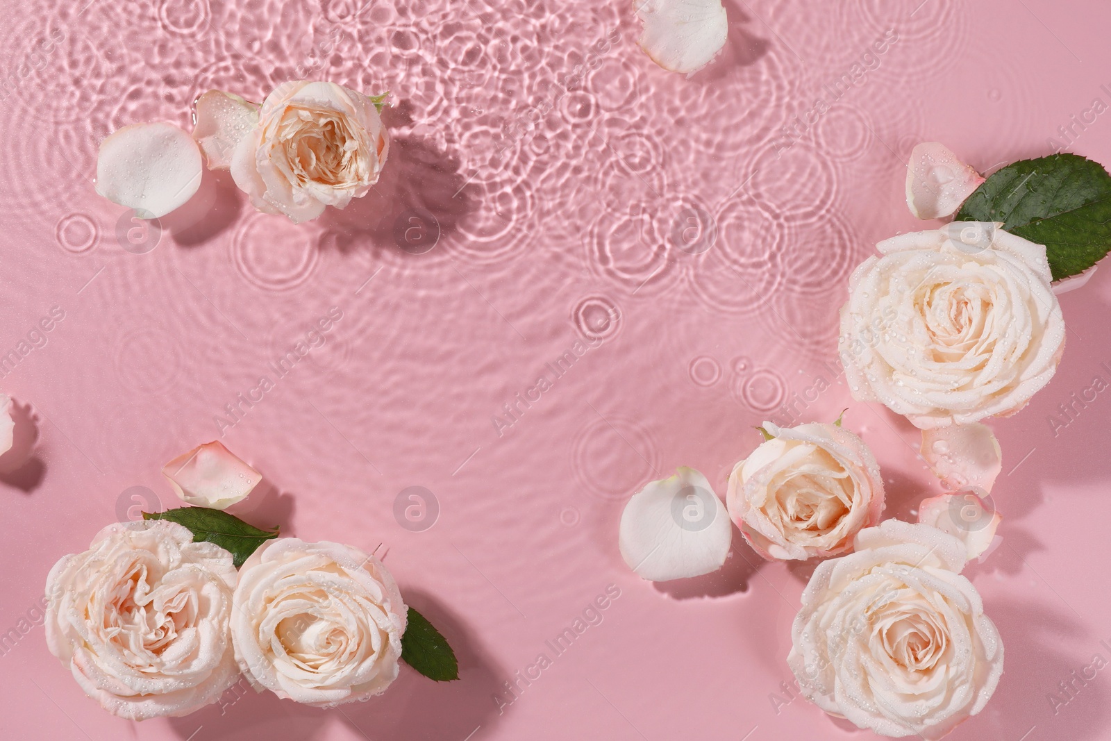 Photo of Beautiful roses, petals and leaves in water on pink background, top view. Space for text