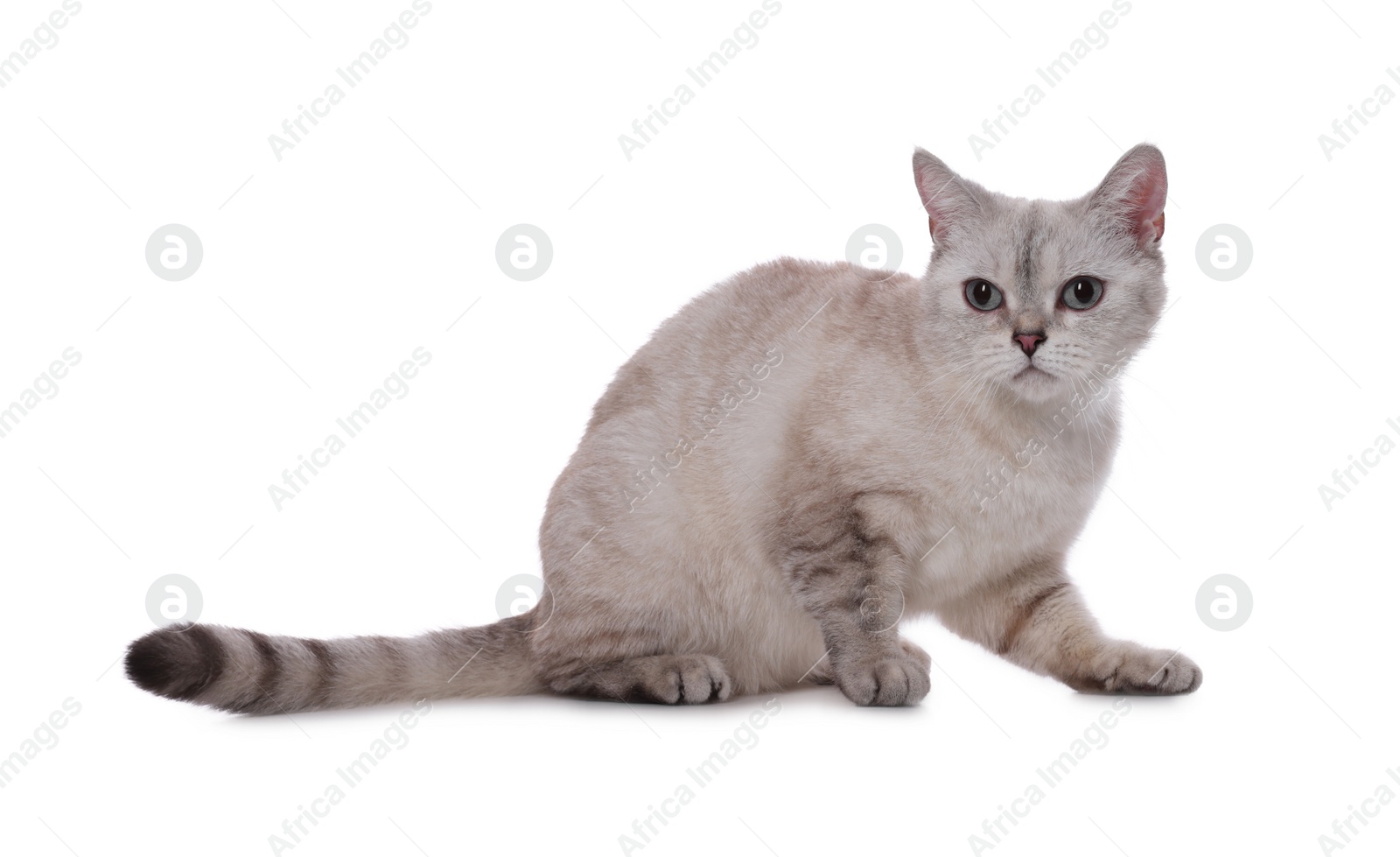 Photo of Cute British Shorthair cat on white background