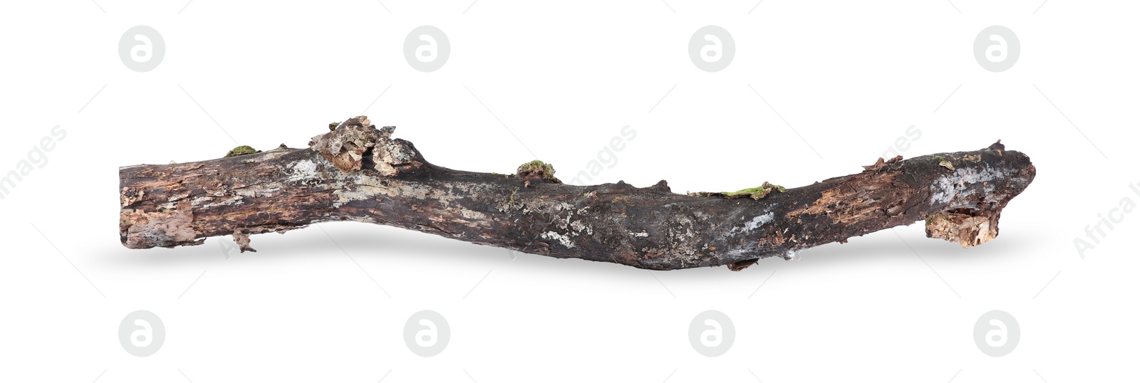 Photo of Old dry tree branch isolated on white