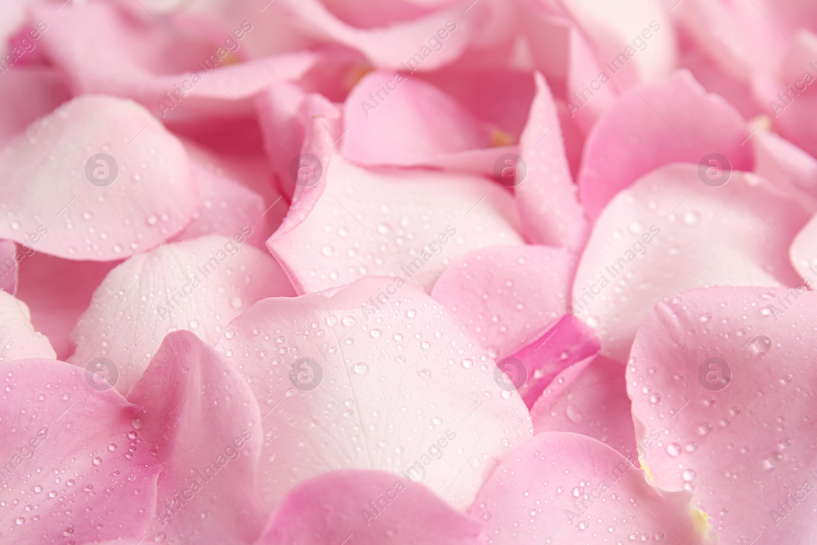 Photo of Pile of fresh pink rose petals with water drops as background, closeup