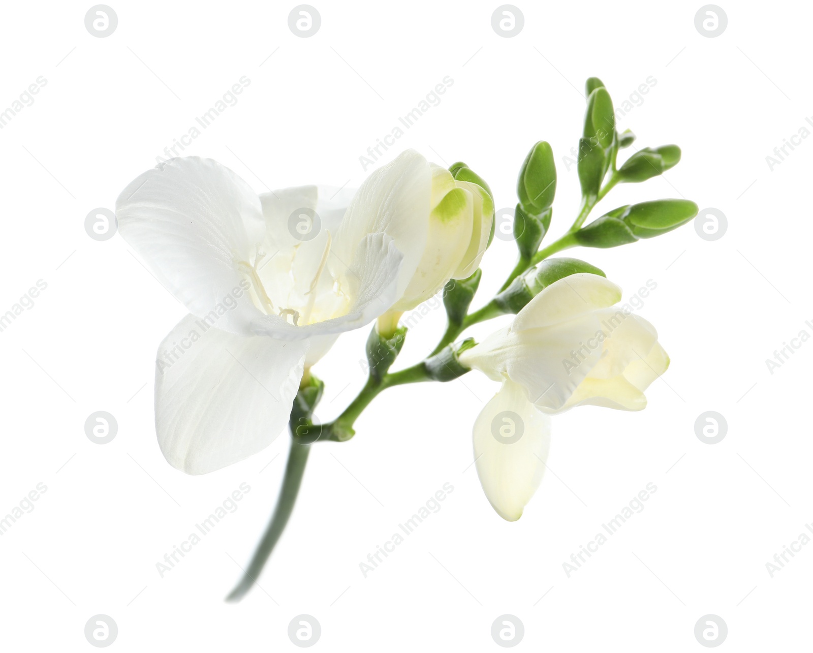 Photo of Beautiful freesia flower with tender petals isolated on white