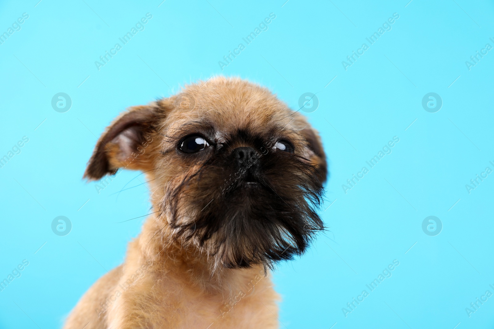 Photo of Studio portrait of funny Brussels Griffon dog looking into camera on color background. Space for text