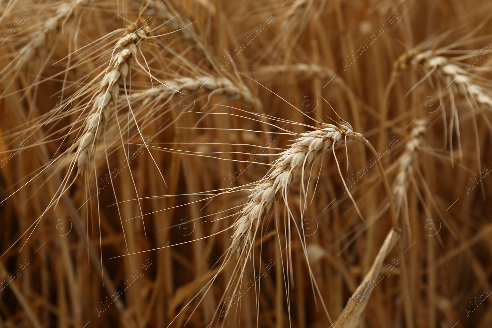 Photo of Ripe wheat spikes in agricultural field, closeup