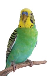 Photo of Beautiful parrot perched on branch against white background. Exotic pet