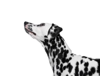 Photo of Adorable Dalmatian dog on white background. Lovely pet