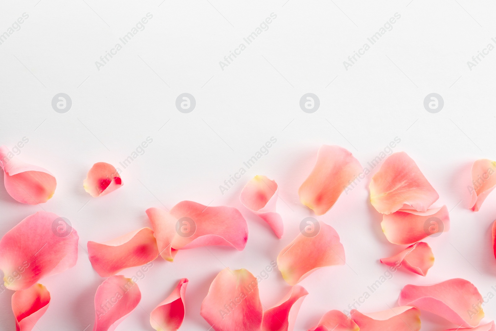 Photo of Beautiful rose petals on white background