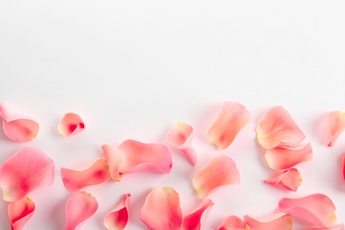 Beautiful rose petals on white background