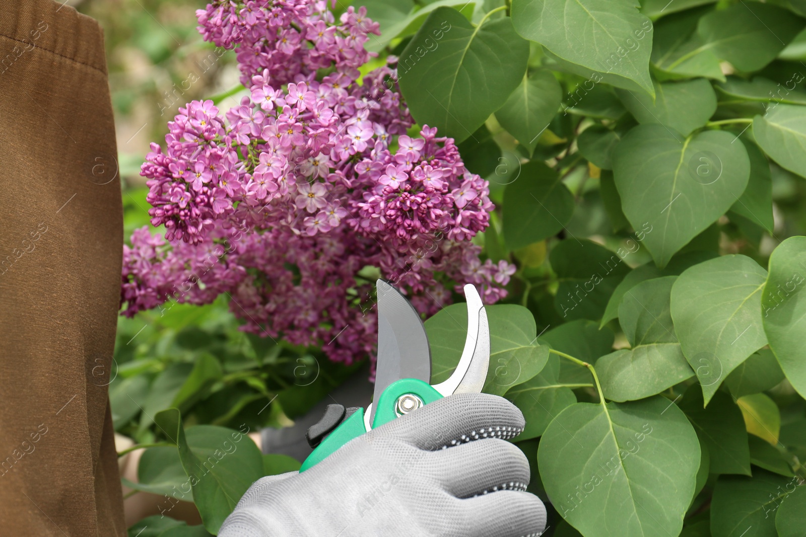 Photo of Gardener pruning lilac branch with secateurs outdoors, closeup