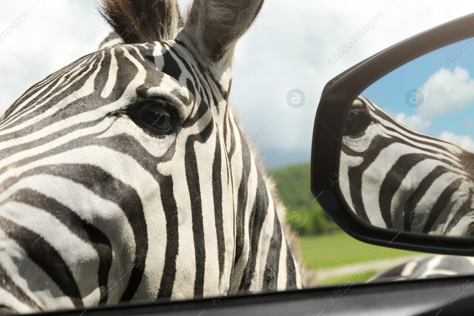 Photo of Cute curious African zebra near car in safari park, closeup