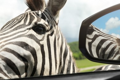 Cute curious African zebra near car in safari park, closeup