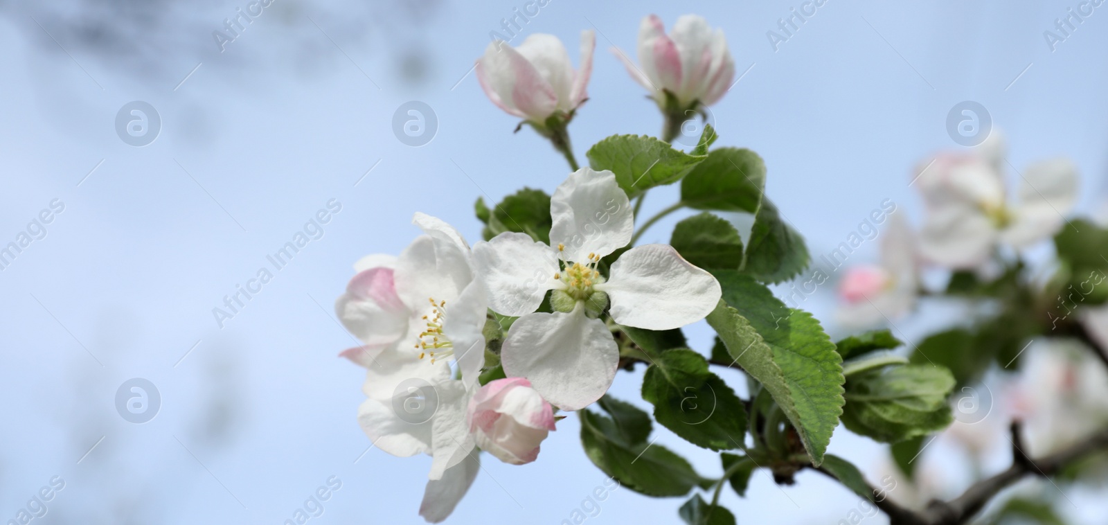 Image of Closeup view of blossoming quince tree outdoors. Banner design