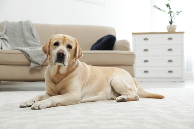 Yellow labrador retriever lying on floor indoors