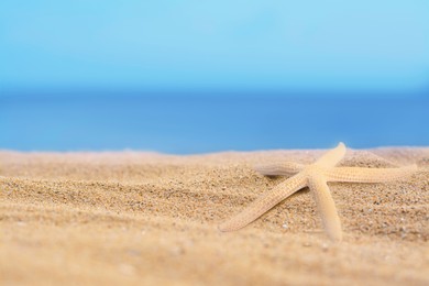 Image of Starfish on sandy beach near sea, space for text