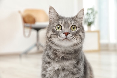 Photo of Adorable grey tabby cat on blurred background