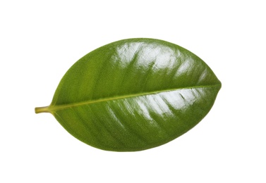 Photo of Fresh green leaf of Ficus elastica plant isolated on white