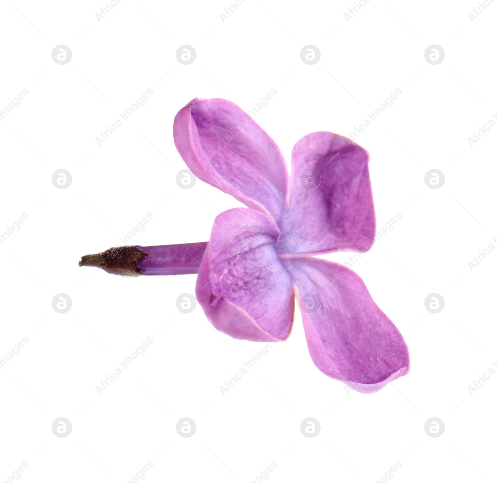 Photo of Beautiful fragrant lilac flower isolated on white