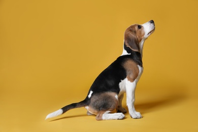 Photo of Cute Beagle puppy on yellow background, space for text. Adorable pet