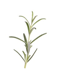 Sprig of fresh rosemary isolated on white