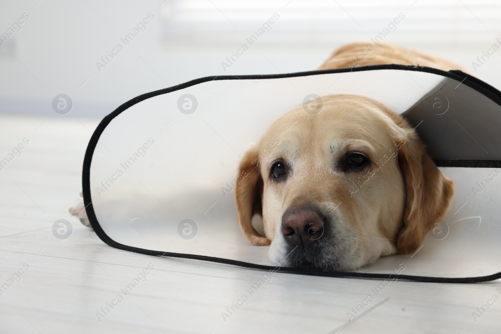 Photo of Sad Labrador Retriever with protective cone collar lying on floor indoors