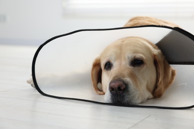 Sad Labrador Retriever with protective cone collar lying on floor indoors