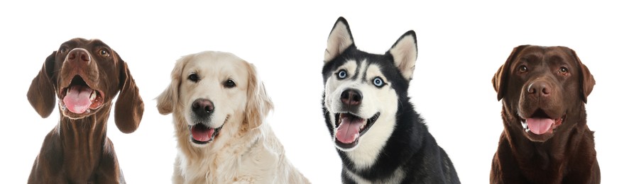 Image of Happy pets. Adorable dogs smiling on white background, banner design. Chocolate Labrador Retriever, Siberian Husky, German Shorthaired Pointer and Golden Retriever