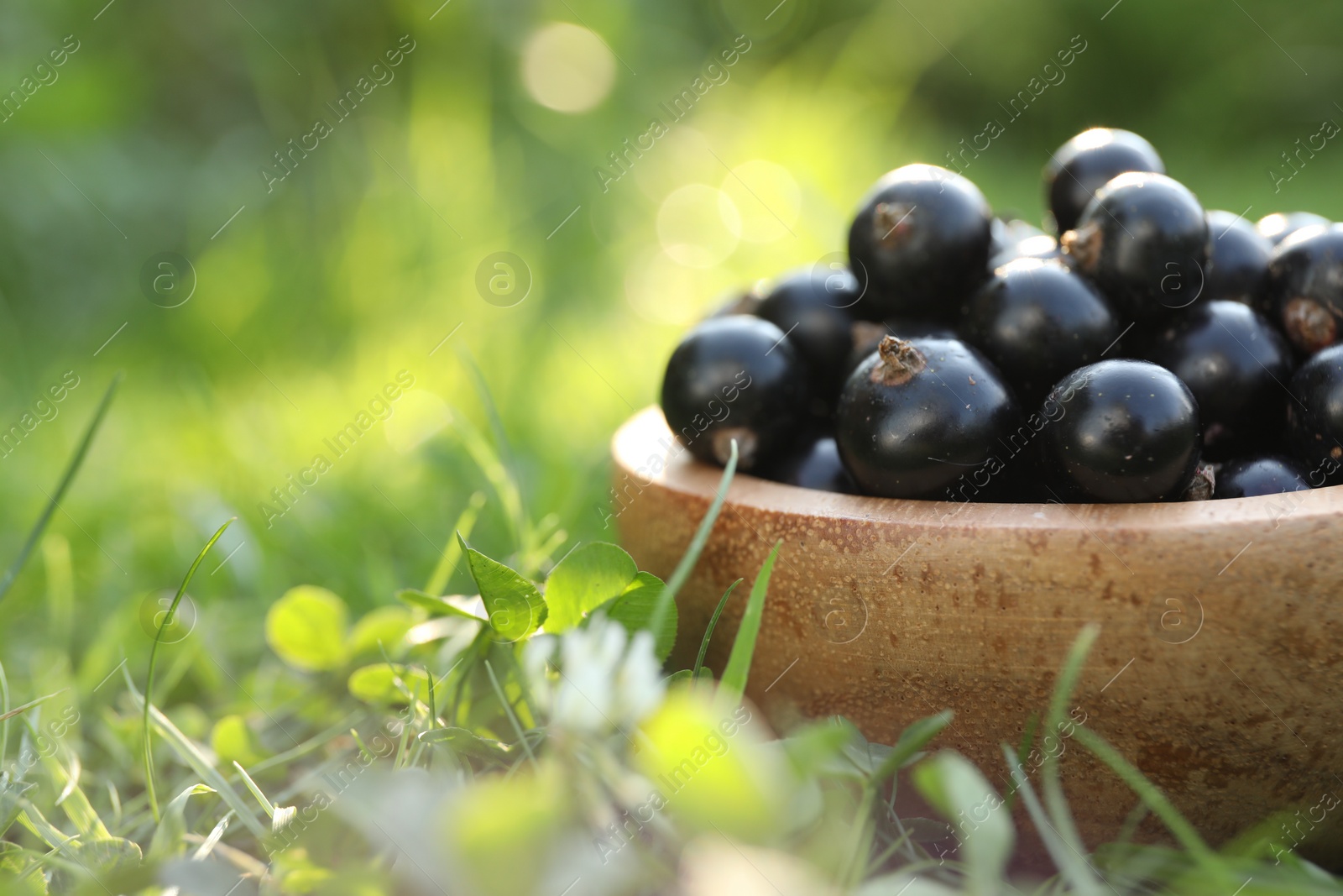 Photo of Ripe blackcurrants in bowl on green grass, closeup. Space for text