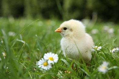 Cute chick with chamomile flowers on green grass outdoors, closeup. Space for text