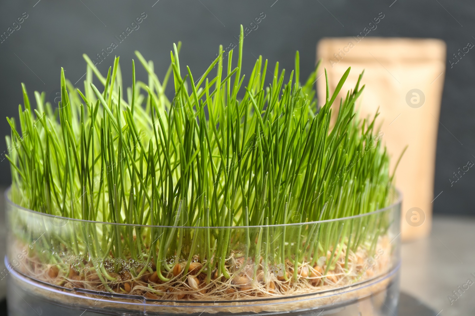 Photo of Container with fresh sprouted wheat grass, closeup