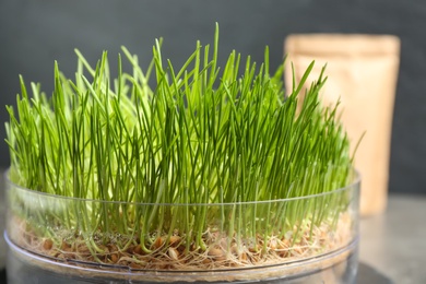 Container with fresh sprouted wheat grass, closeup