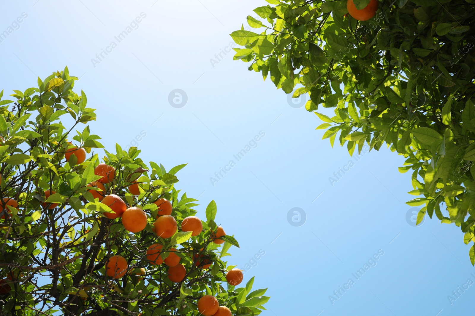 Photo of Bright green orange trees with fruits against blue sky on sunny day, view from below