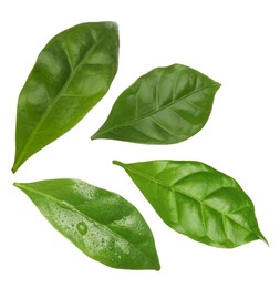 Image of Set with fresh green leaves of coffee plant on white background