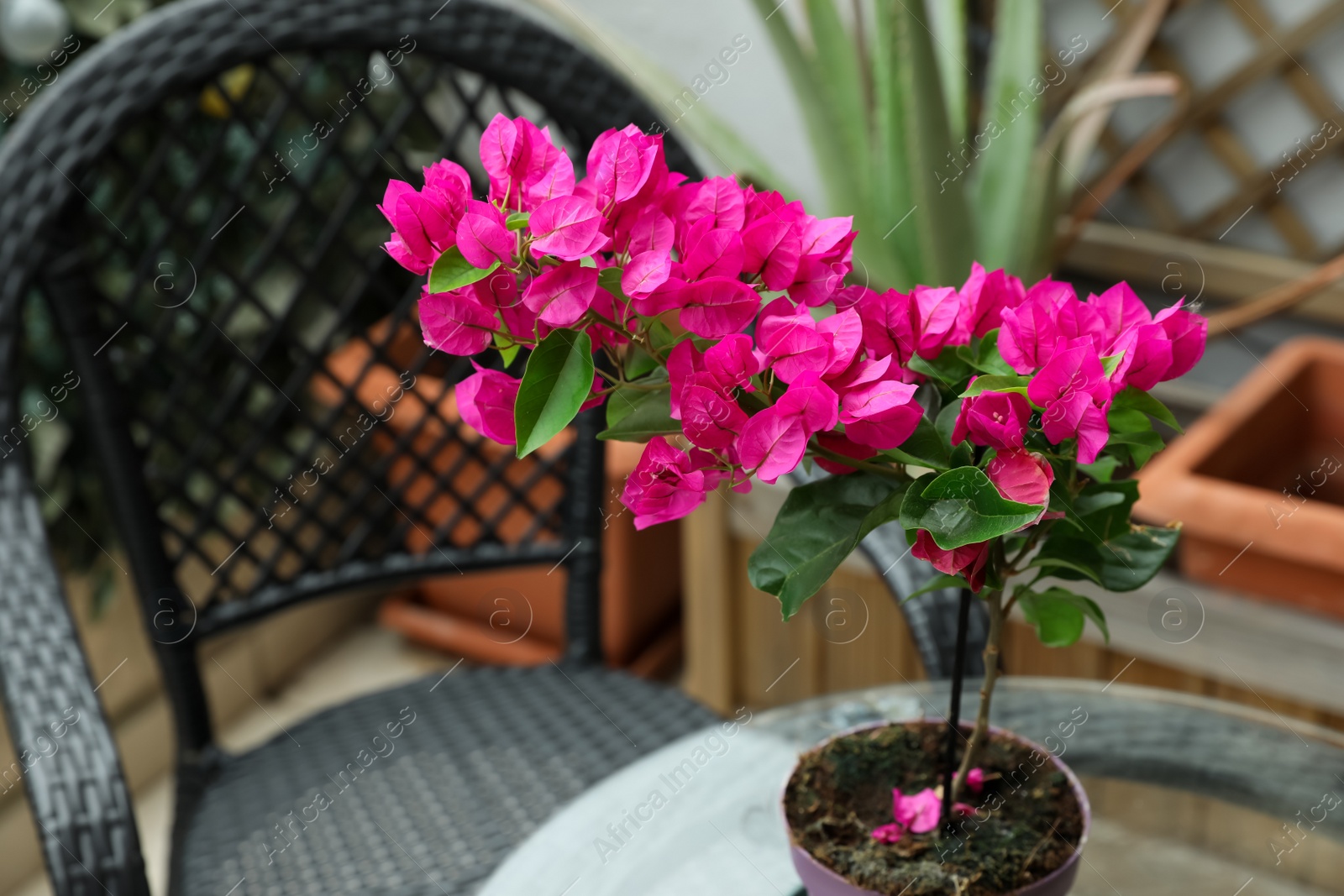 Photo of Beautiful potted tropical plant with pink flowers outdoors