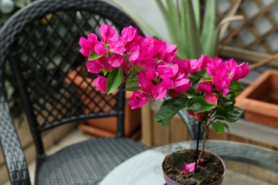 Beautiful potted tropical plant with pink flowers outdoors