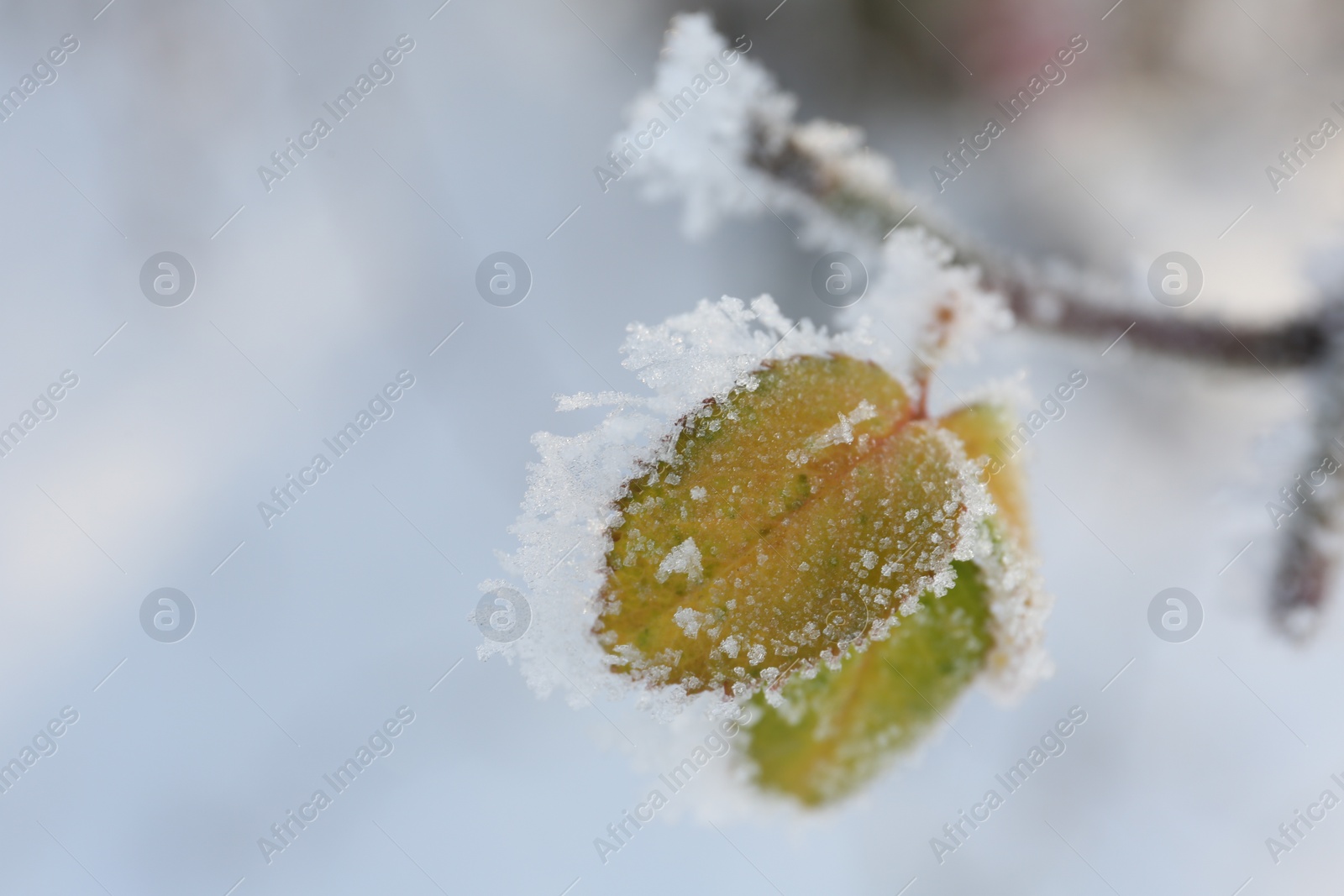 Photo of Frosty leaves on tree branch against blurred background, closeup. Winter season