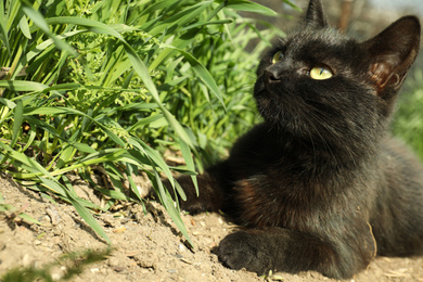 Homeless black kitten lying near green grass. Stray animal